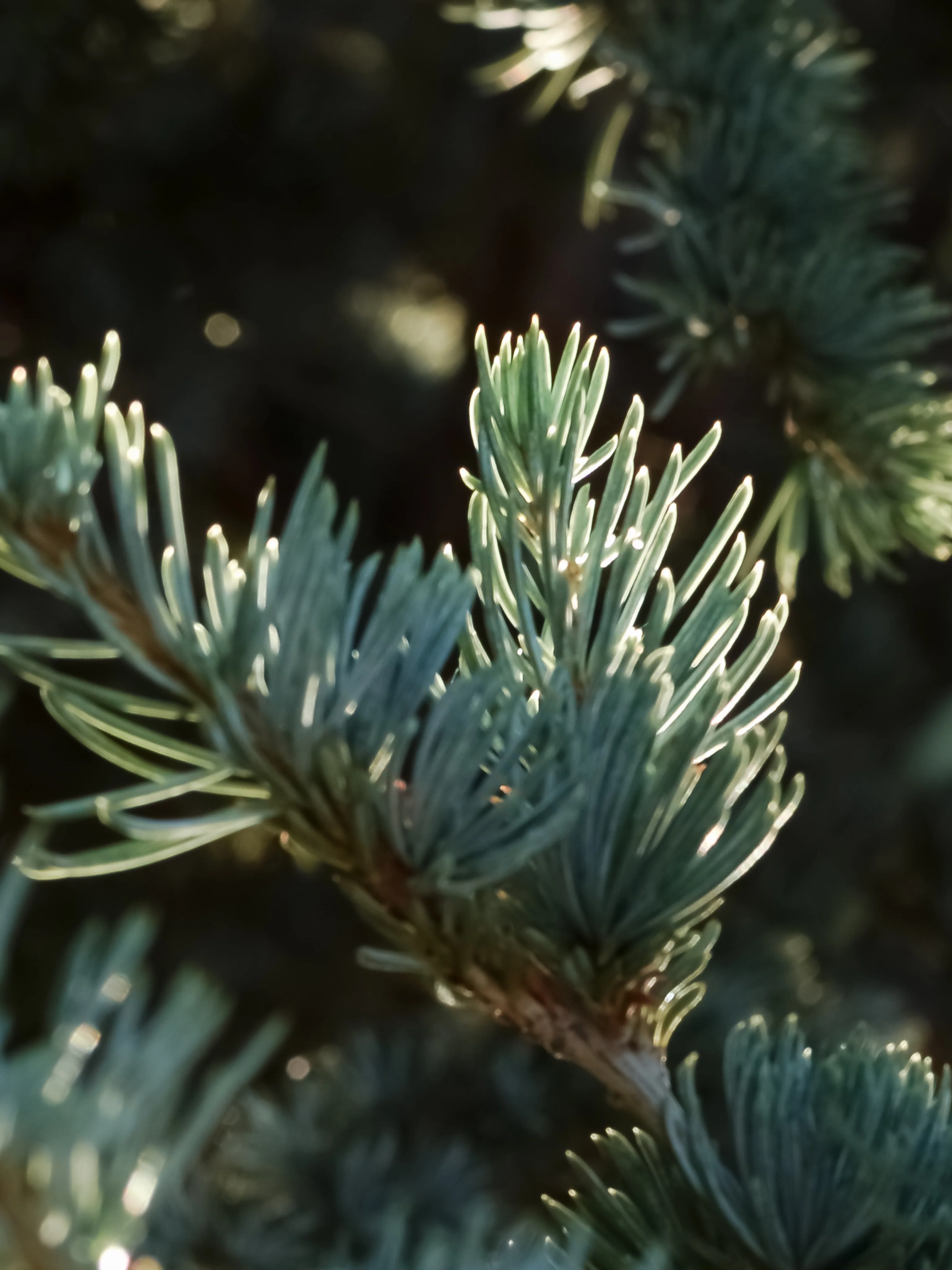 Spruce in Mist
