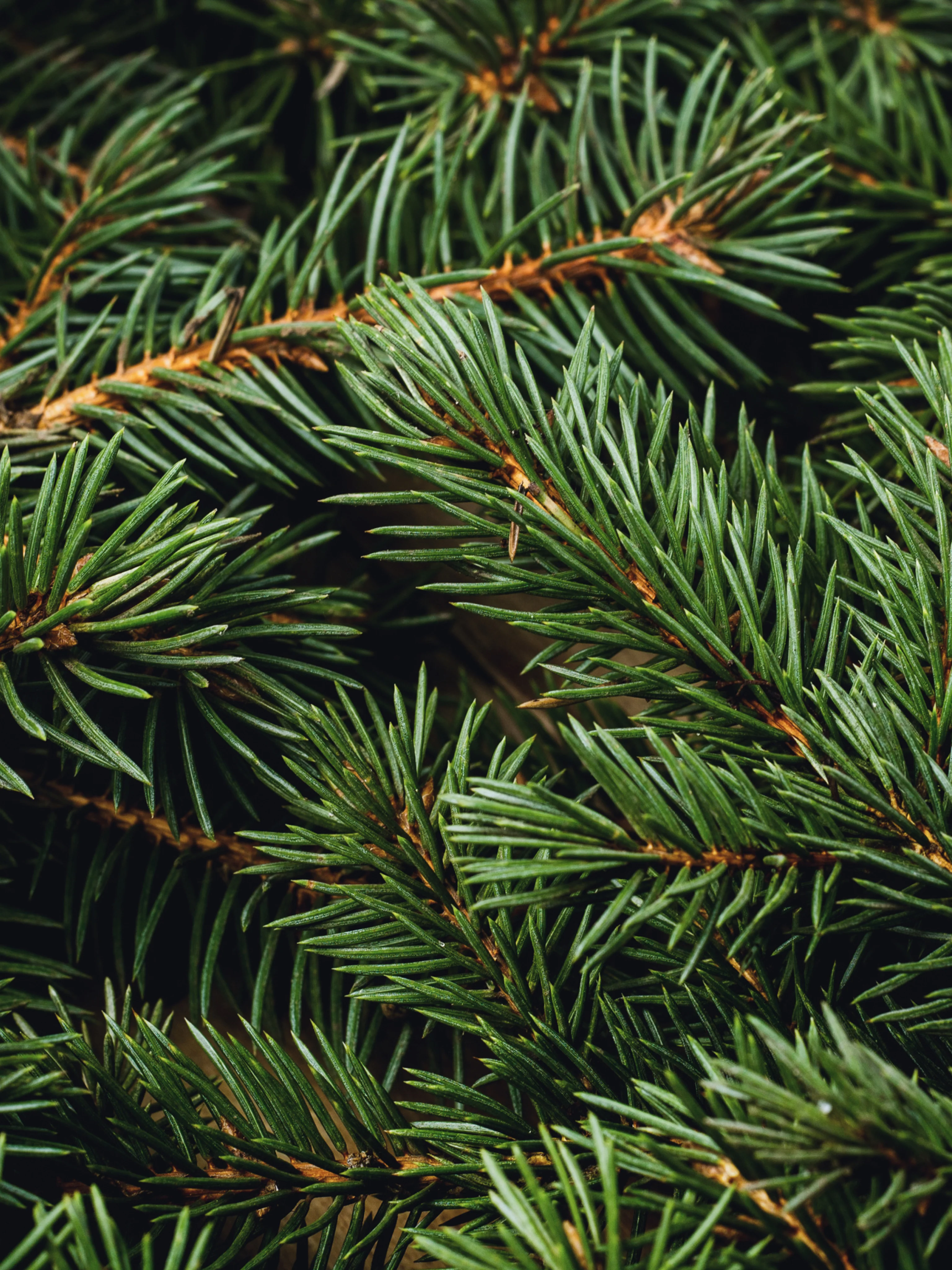 Swiss Pine & Eucalyptus