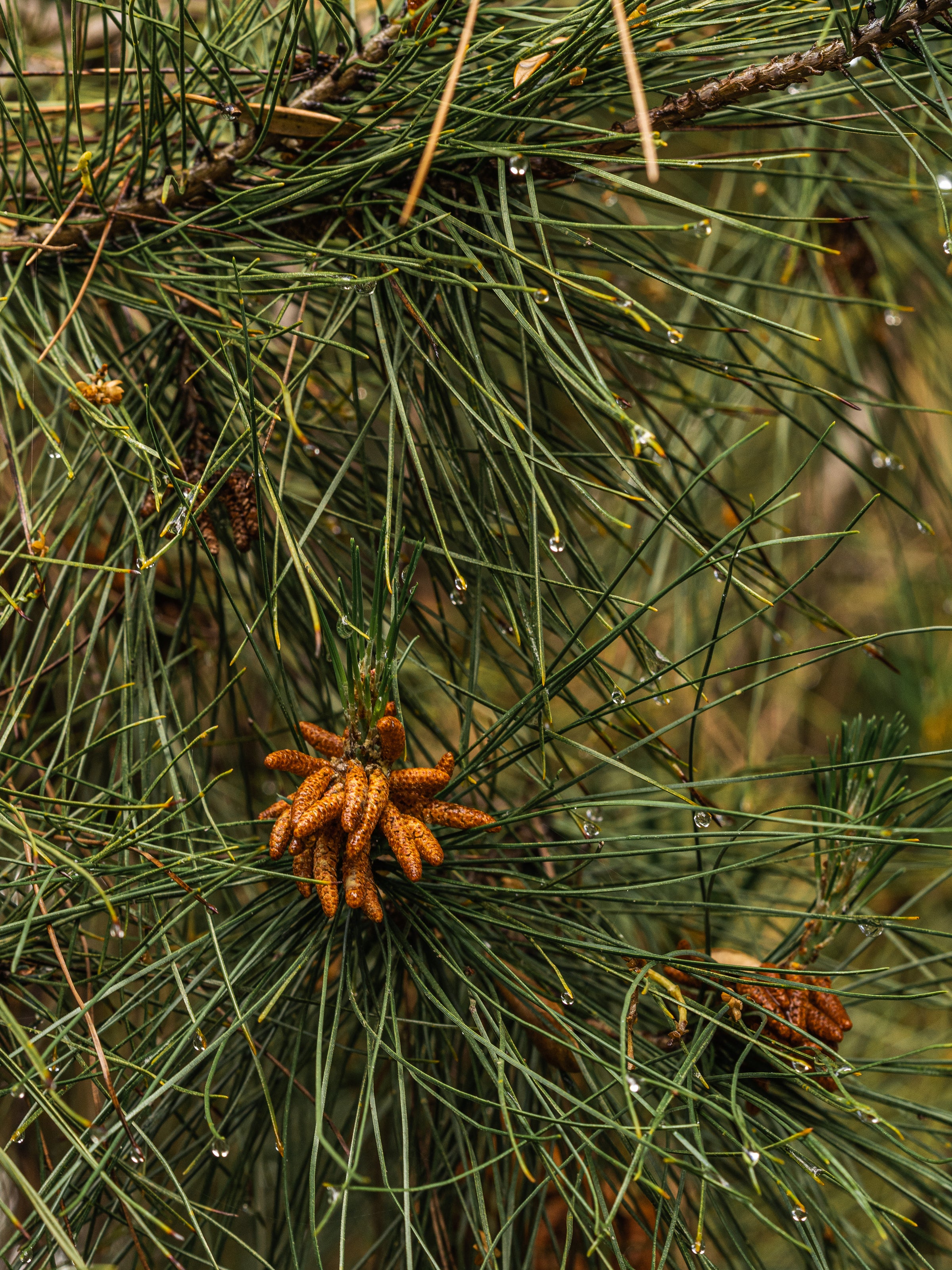Pine