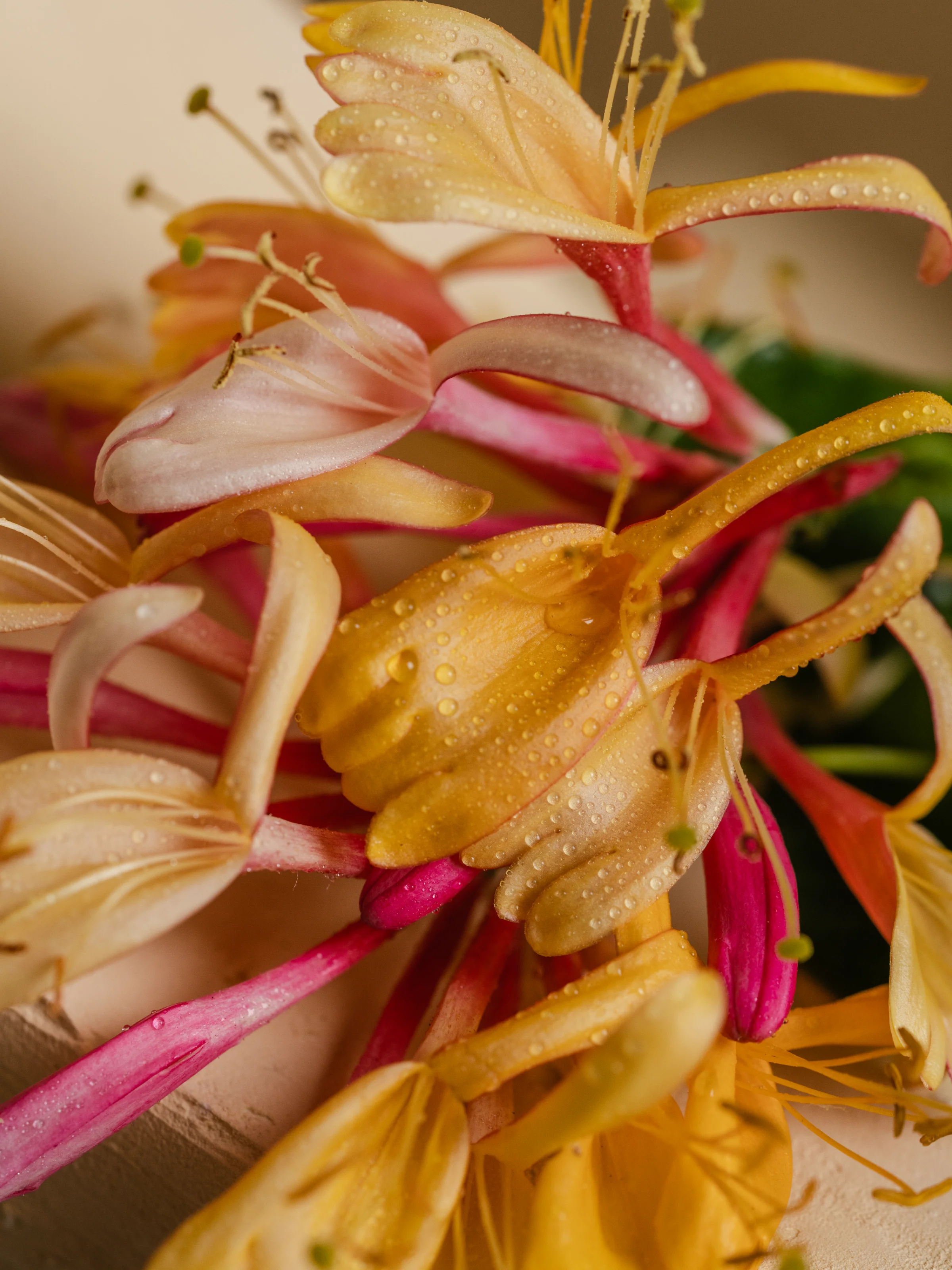 Honeysuckle