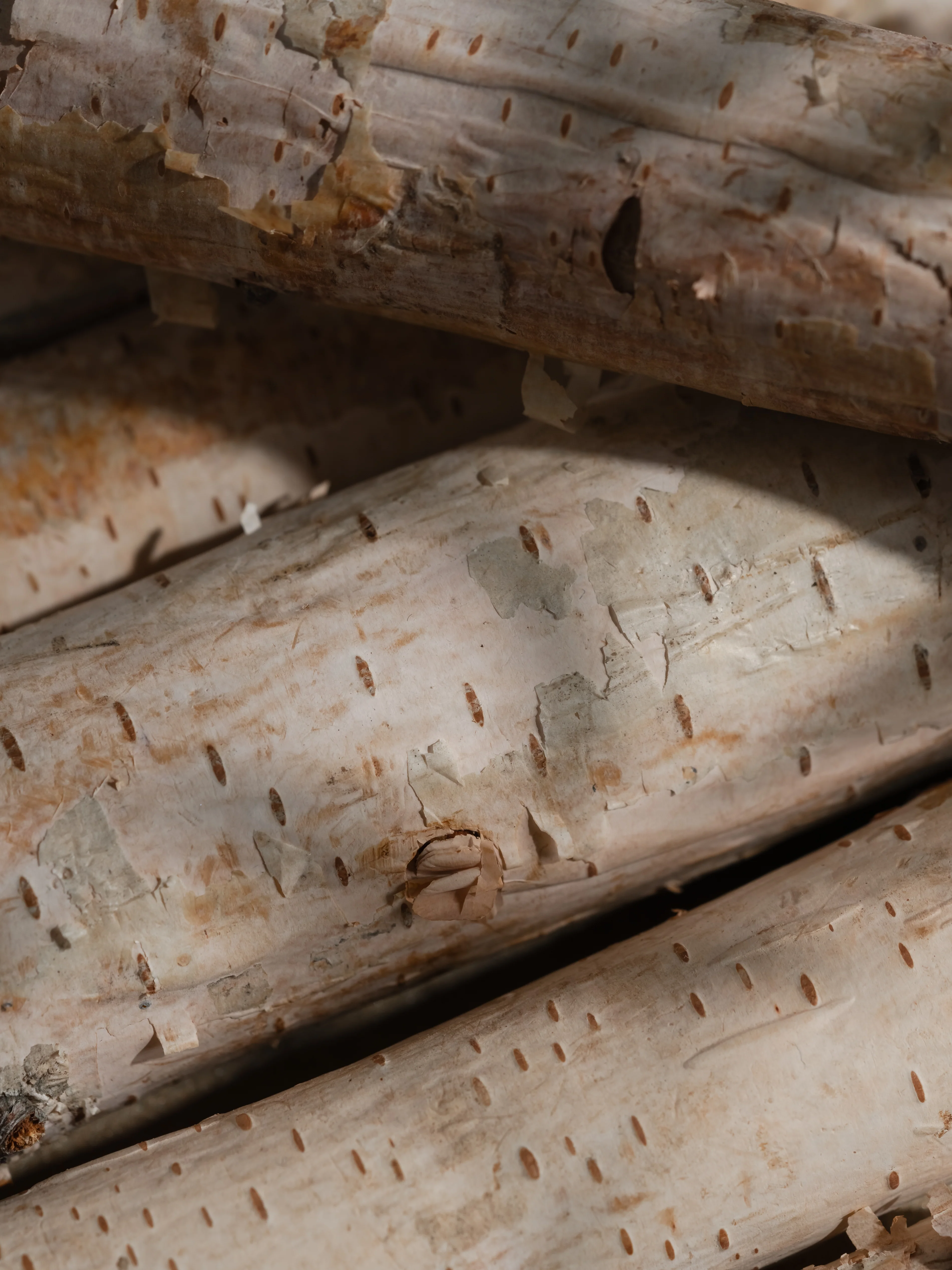 Banana Birch