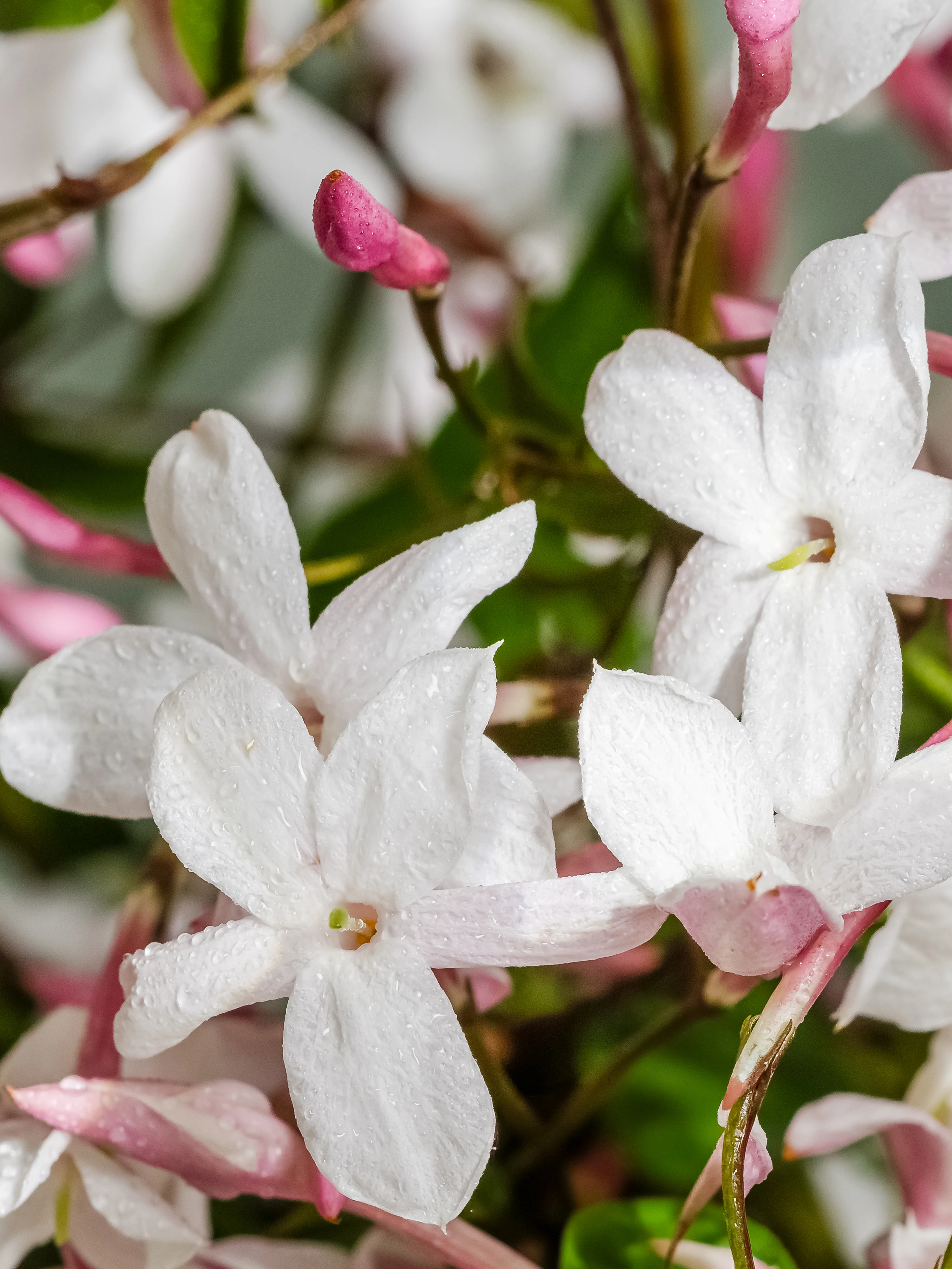 The Smell of Spring