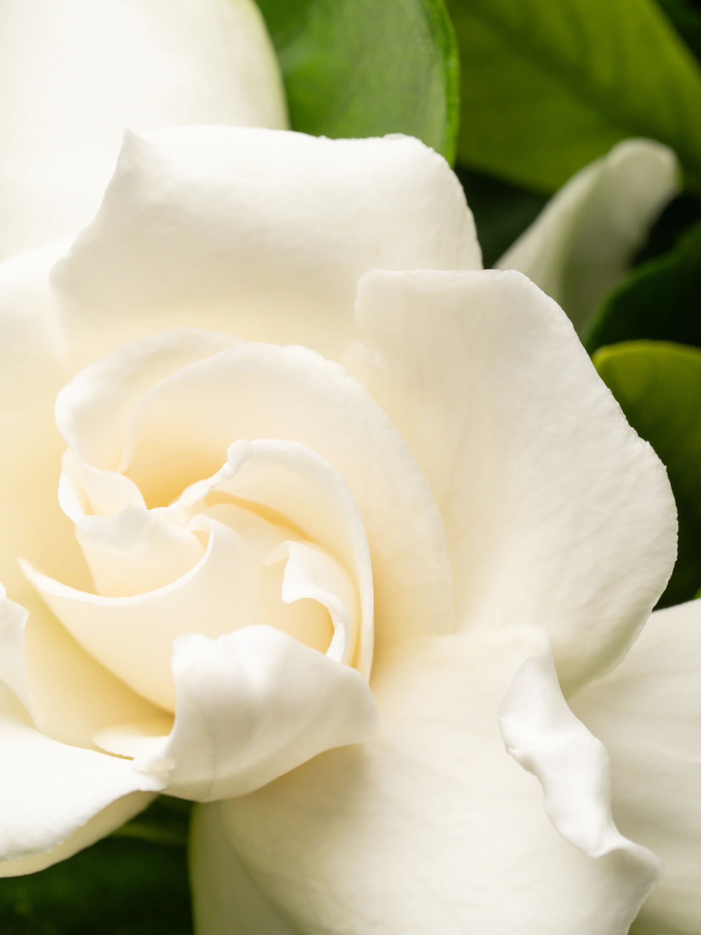 Goldleaf Gardenia