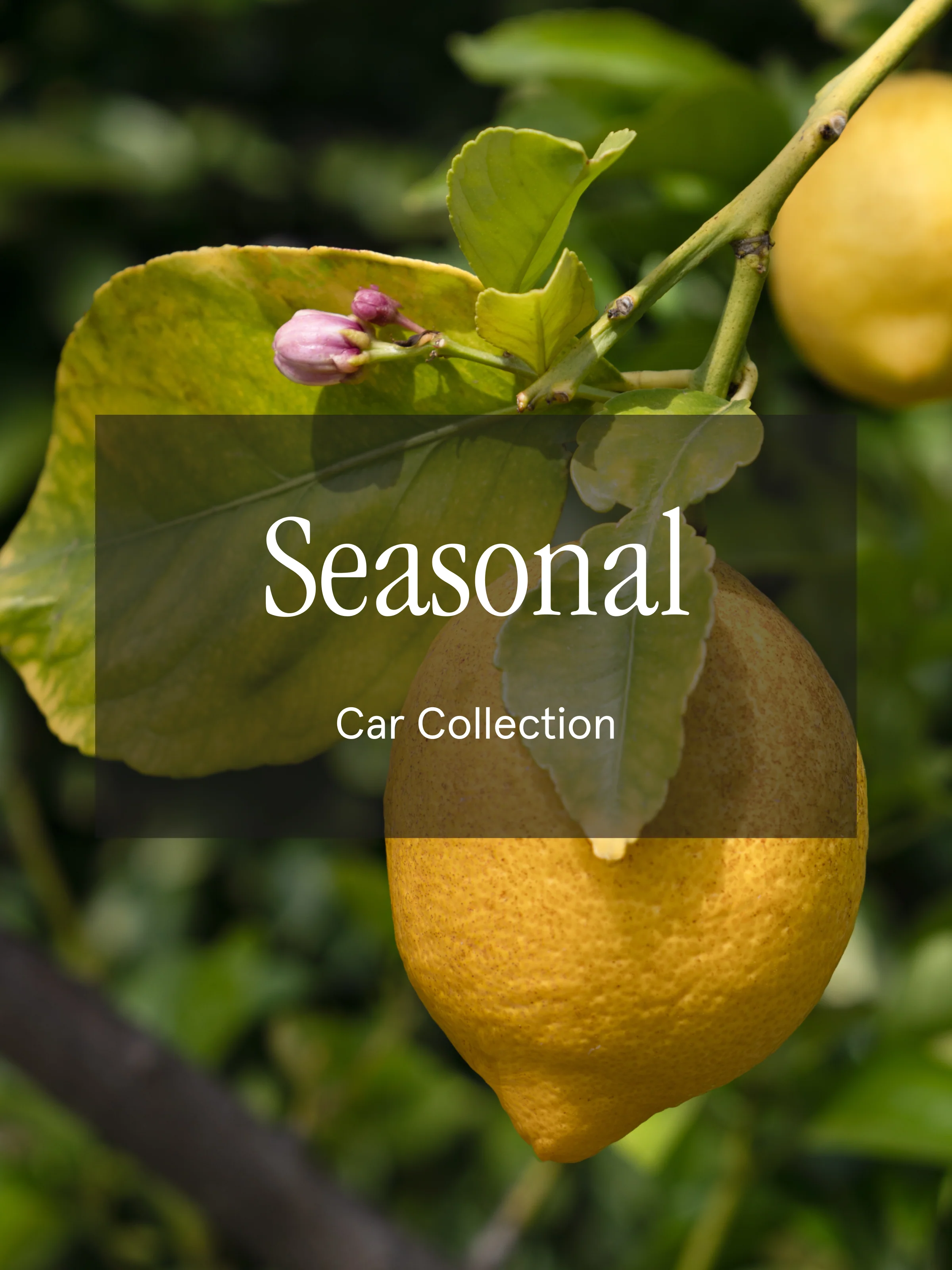 Seasonal