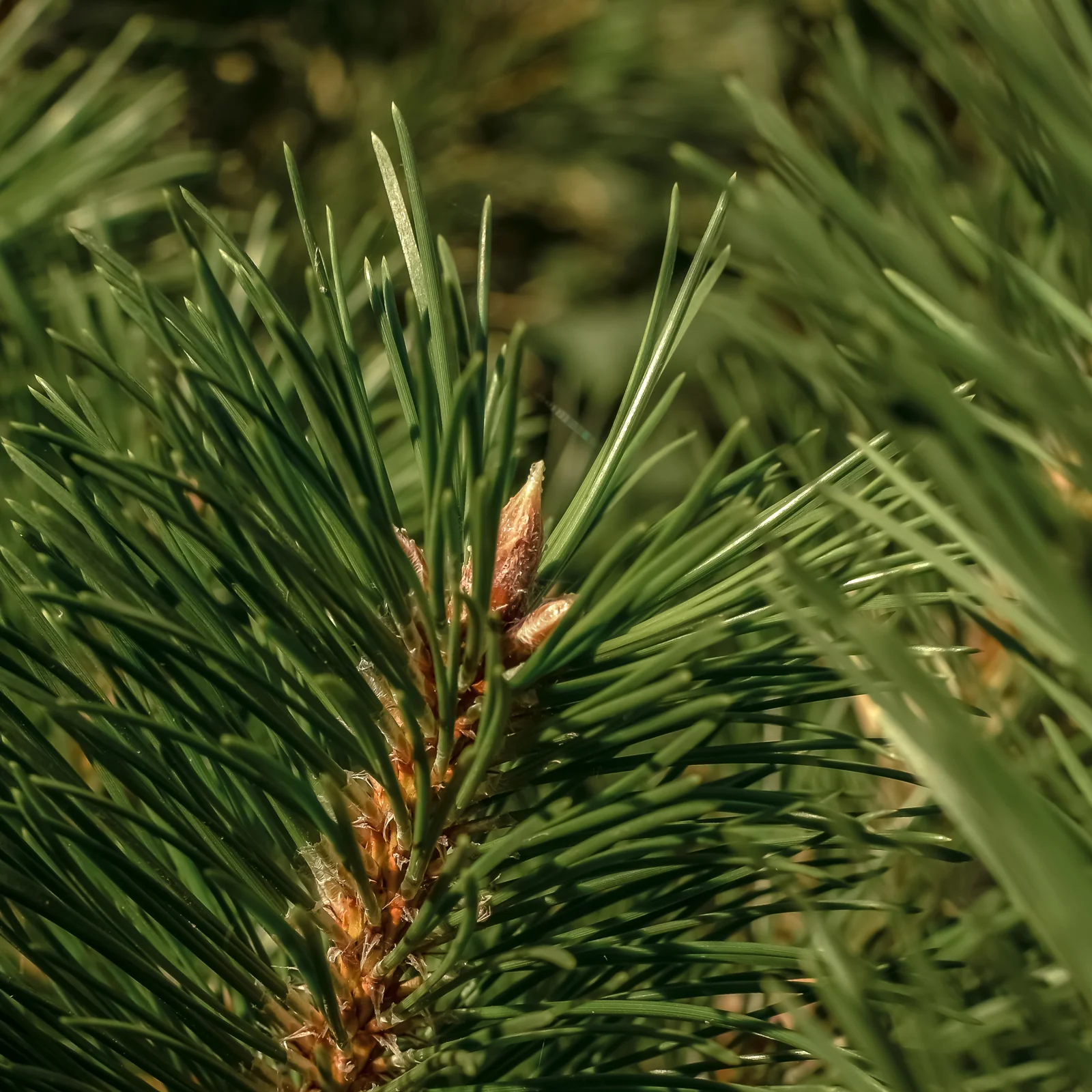 Birchwood Pine